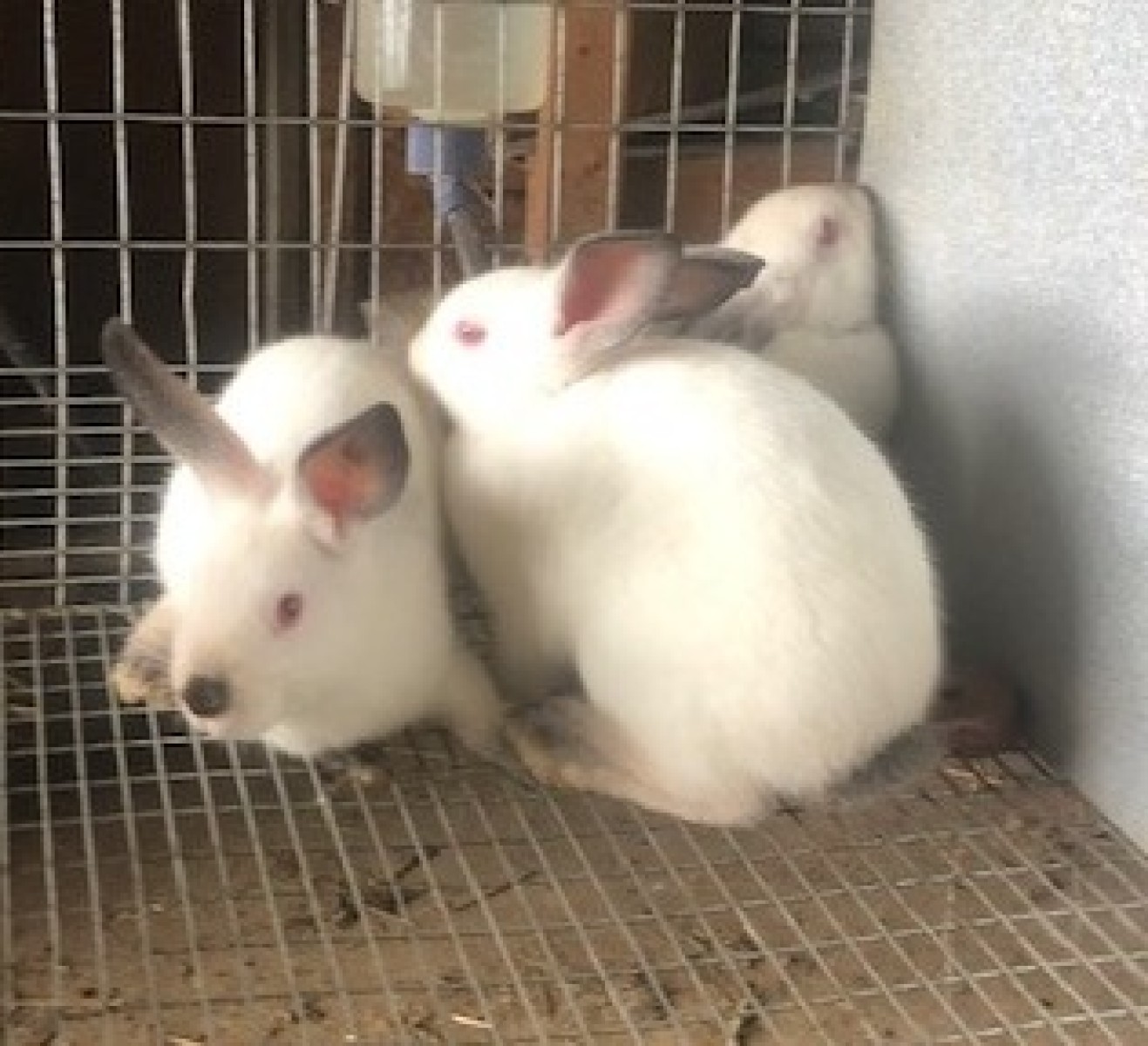 Californian meat rabbits for sale sales